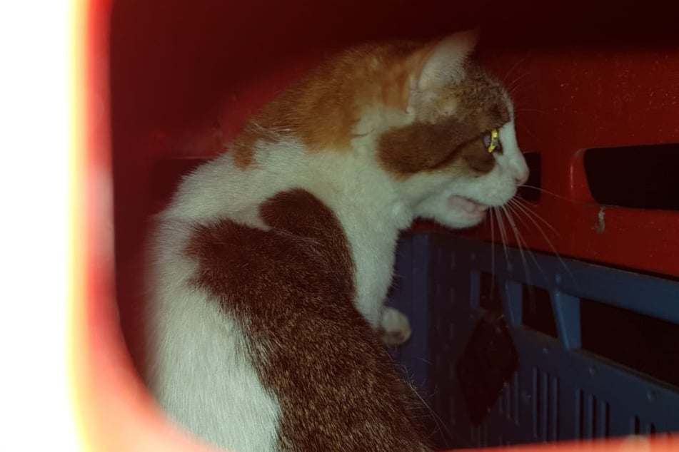 Die Katzen waren in den Kisten sich selbst überlassen.