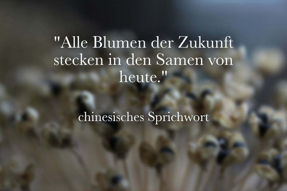 Ein chinesisches Sprichwort lautet: "Alle Blumen der Zukunft stecken in den Samen von heute."