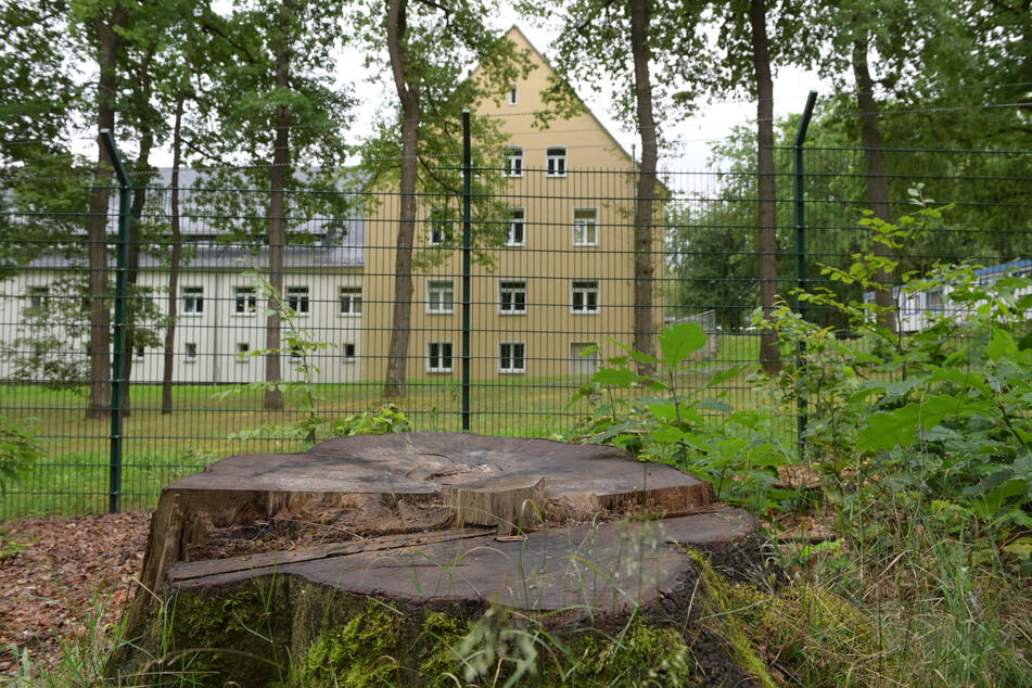 Baumfällungen an der Bereitschaftspolizei ärgern die Umweltgruppe Parents for Future.
