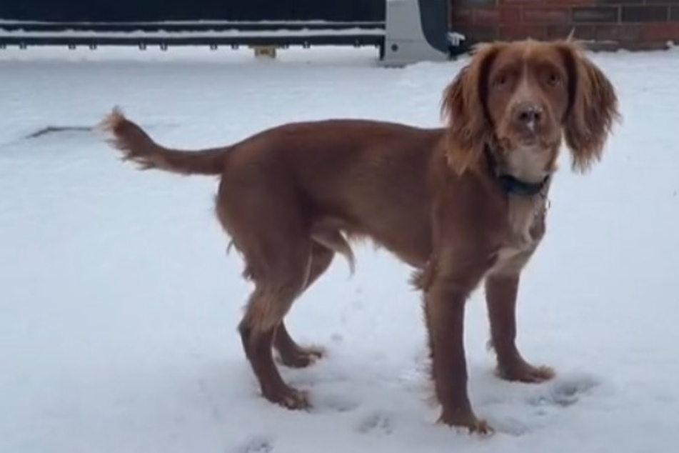 Junger Hund, der Regen meidet, sieht erstmals Schnee: Was er dann tut, hat sein Frauchen nicht erwartet