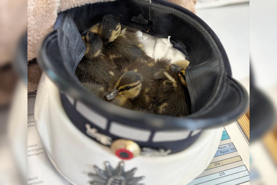 Die Küken machten es sich in einer Polizeimütze bequem.