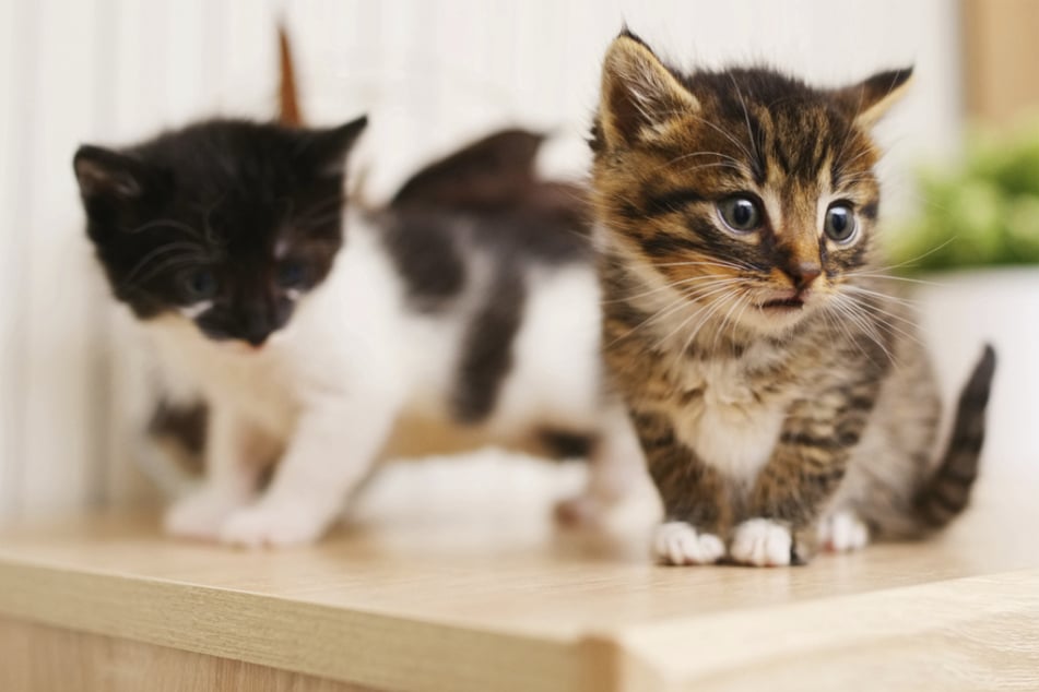 Katzenschutz ist auch in Sachsen wichtig, damit sich herrenlose Katzen nicht zu rasant vermehren.