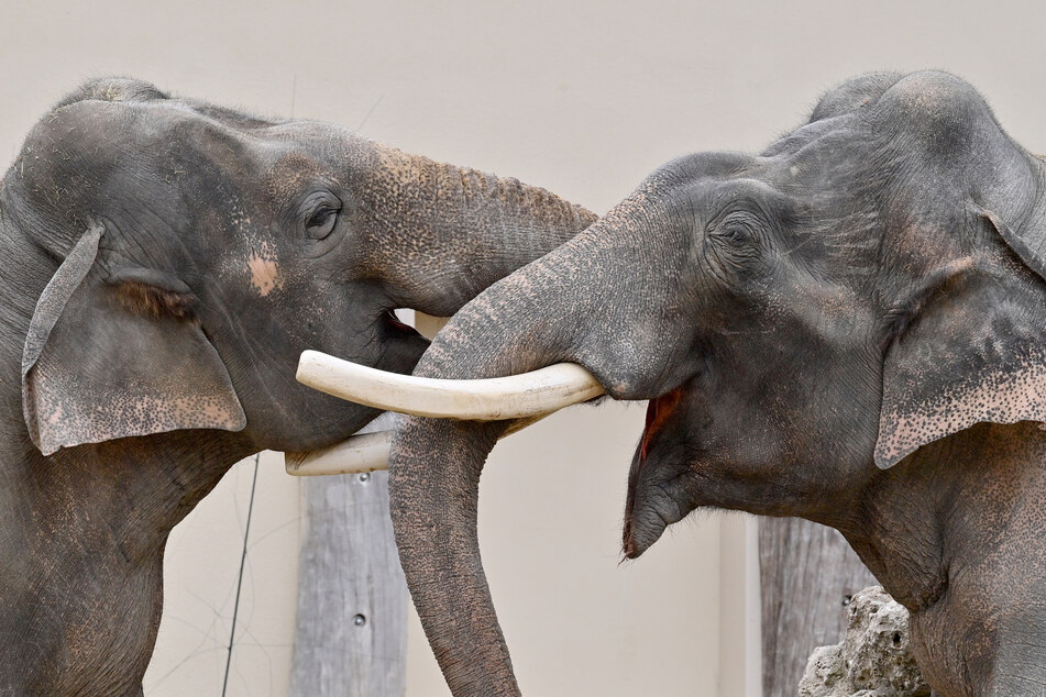 Zwei Elefanten im Tierpark Hellabrun. Diese sollen künftig die Feuerwehr unterstützten, so der Aprilscherz des Tierparks.