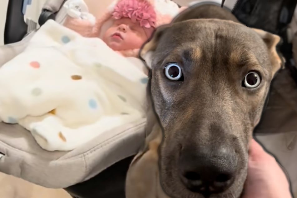 Schäferhund-Mix trifft zum ersten Mal auf Baby: Wie er reagiert, schockiert die Mutter