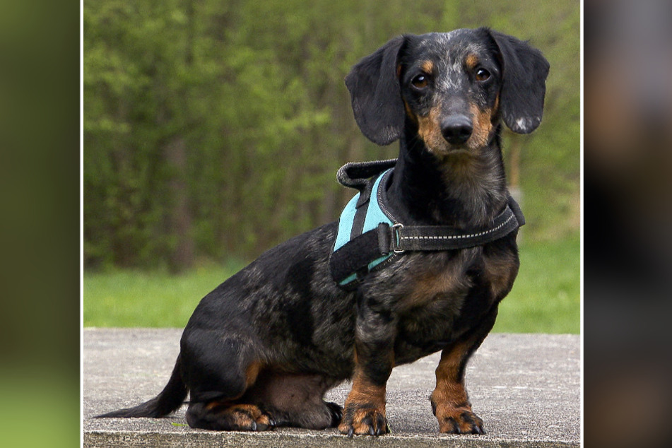 Wer kann so einem Hundeblick widerstehen? Der sechsjährige Waldi sucht ein neues Zuhause.