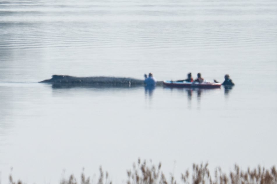 Mehrfach nahmen Mitglieder des Rettugsteams am Donnerstag unmittelbaren Kontakt zum Wal auf.