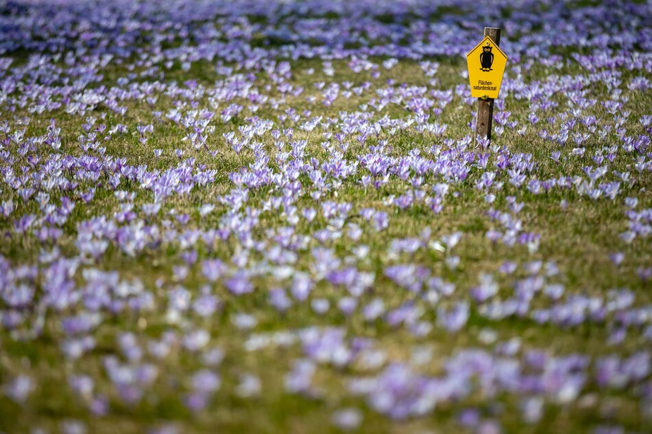 Wenn die Krokuswiesen in Drebach in voller Blüte stehen, erstrahlen die Wiesen in Lila. (Archivbild)