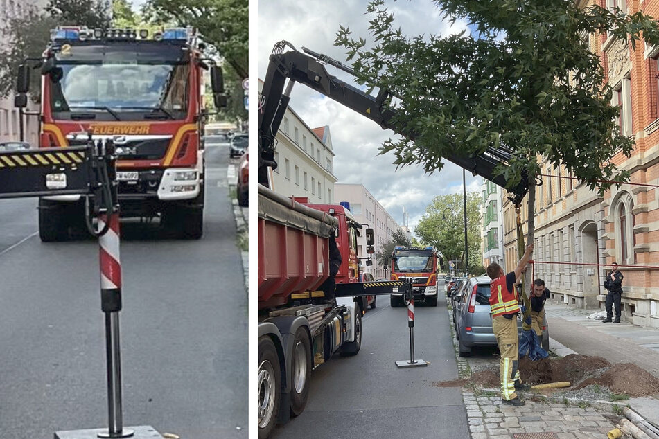 Dresden: Ausgrabung in Pieschen: Was hat die Feuerwehr mit diesem 6-Meter-Baum vor?