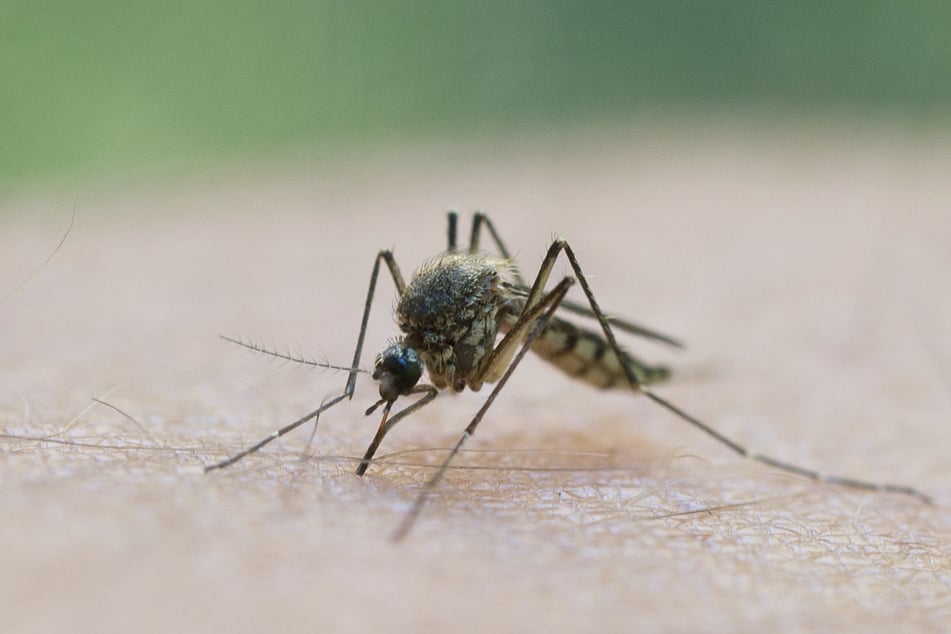 Noch hält sich die Mückenplage in diesem Jahr zurück.