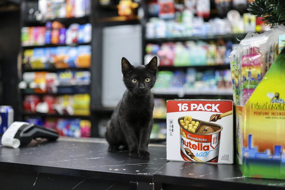 A cat named Shadow sits on the counter of a bodega corner store in New York City on December 12, 2025.