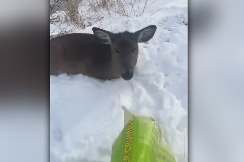 Tierischer Irrtum: Ein Reh löste den Einsatz aus.