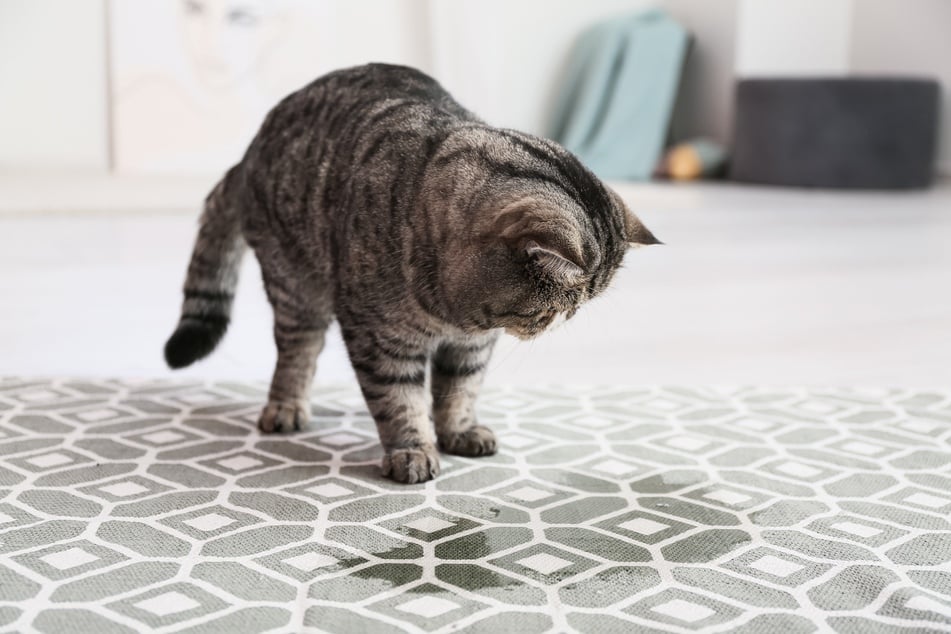 Deine Katze zu bestrafen, weil sie wiederholt auf den Teppich gepinkelt hat, ist keine Lösung für das Problem.