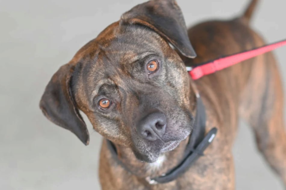 Wer könnte diesem Blick widerstehen? Labrador-Boxer-Mix Giovanni (5) aus dem Berliner Tierheim sehnt sich nach einer neuen Familie.