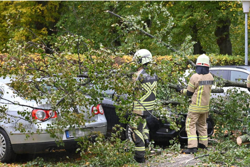 Ein Baum war auf einem Parkplatz auf mehrere Autos gekracht.