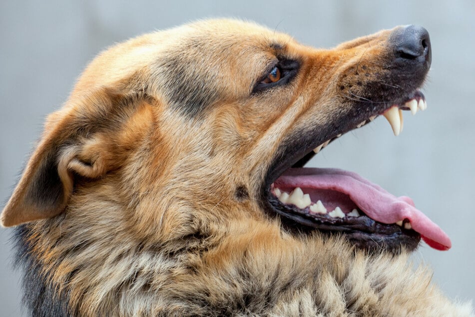 Tragischer Zwischenfall: Großer Hund beißt kleinen Welpen tot
