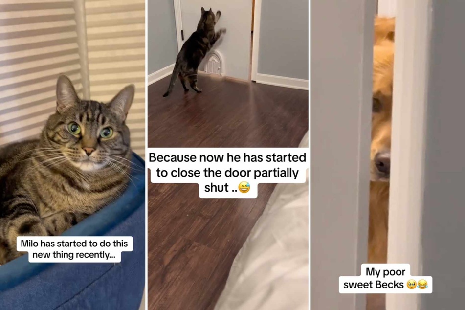 Milo the tabby cat has gone viral for a nefarious and ongoing plot against his doggo brother. The prize? Their mama's undivided attention!