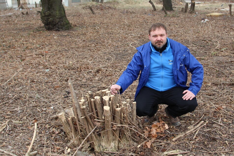 René Sievert (53) vom NABU geht prinzipiell nicht davon aus, dass man Waschbären in der Natur ausrotten kann.