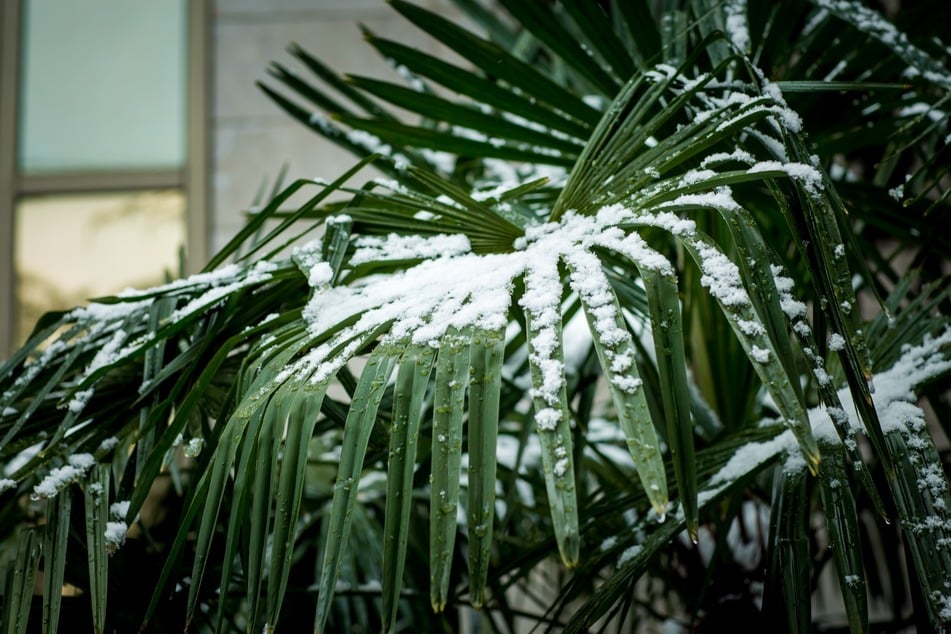 Können Palmen draußen überwintern?