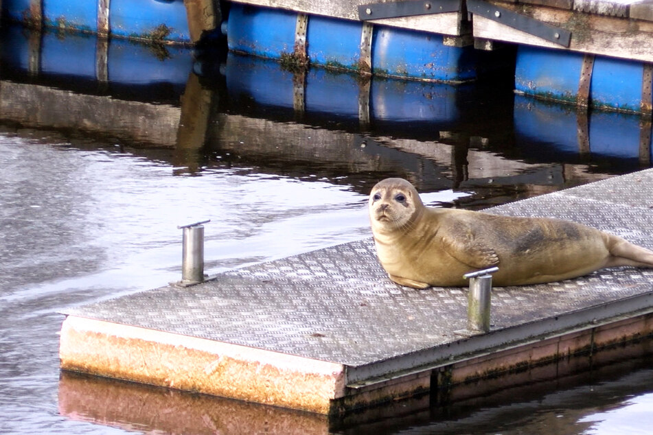 Weit entfernt vom Meer: Seehund fühlt sich seit Wochen im Hafen wohl!