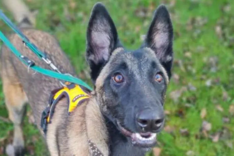 Flora ist ein Belgischer Schäferhund (Malinois) aus dem Berliner Tierheim.