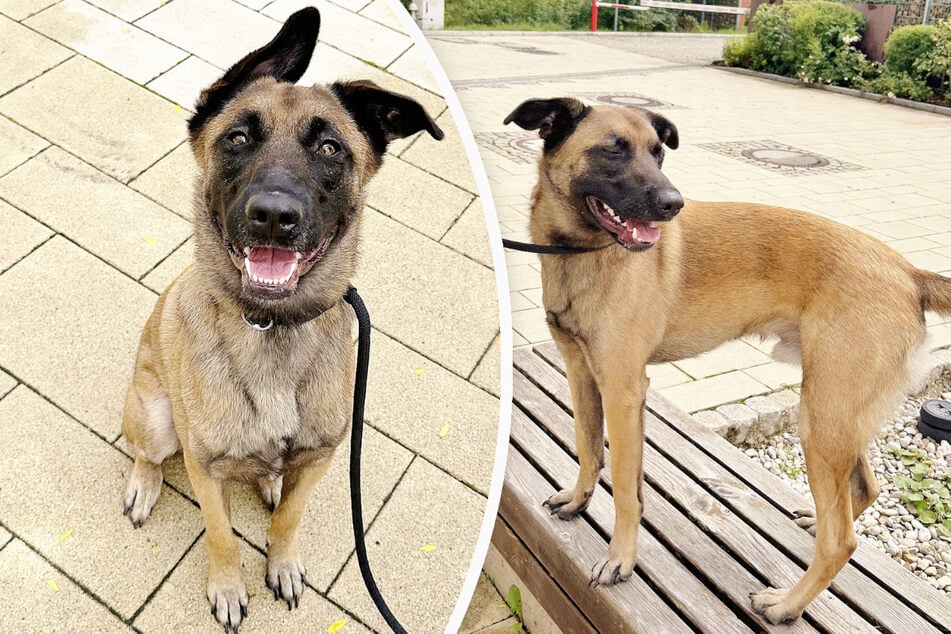 Hund Ace sucht Halter, die sich mit ihm beschäftigen wollen.