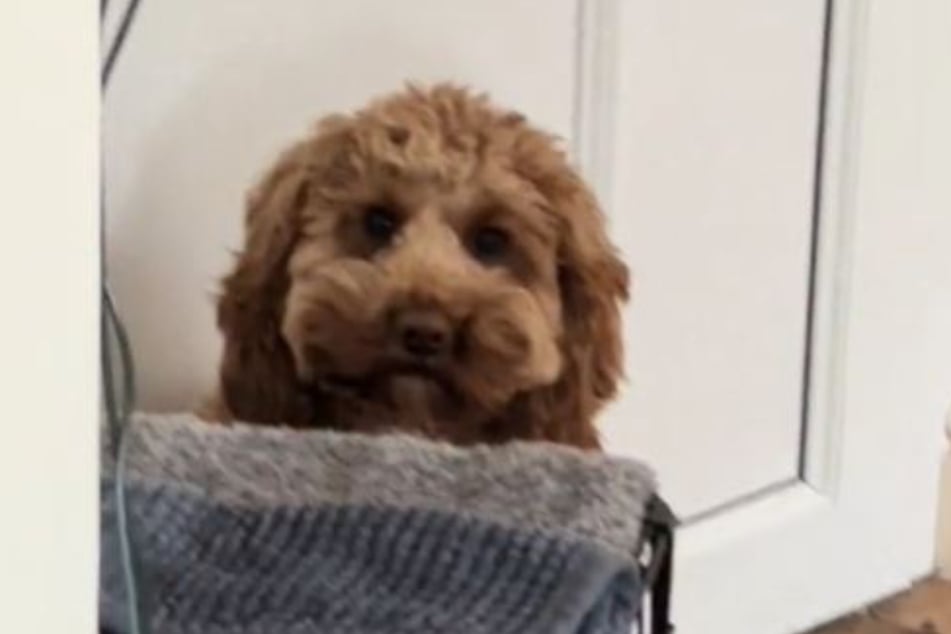 This dog is not a fan of being left alone. Just look at the face!