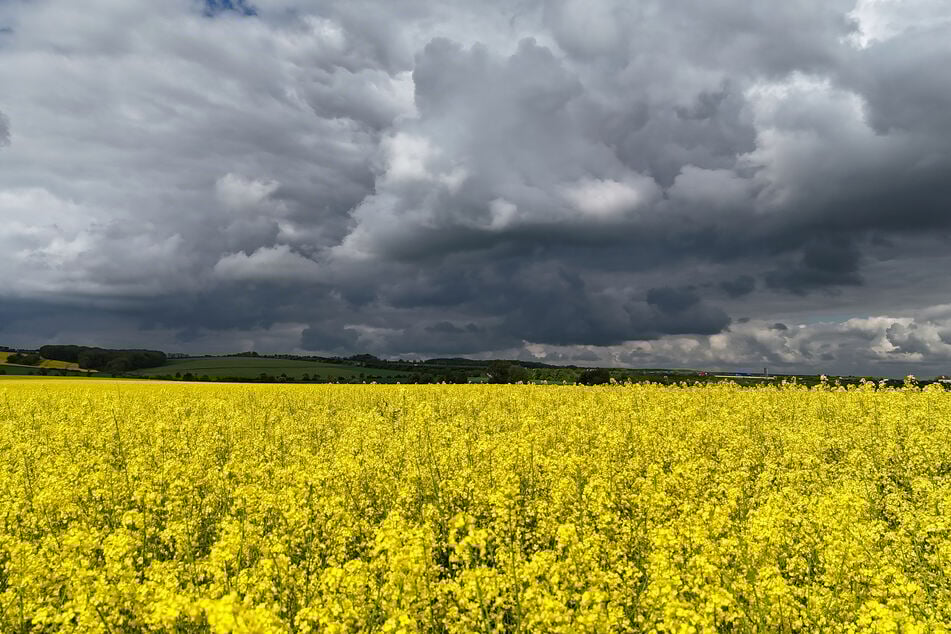 Wolken ziehen über ein Rapsfeld. (Archivbild)