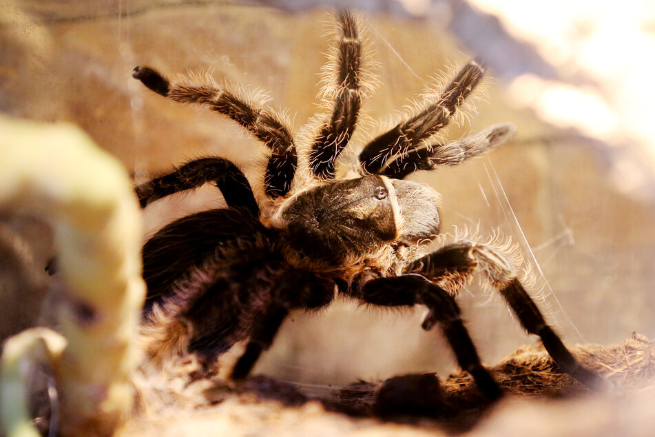Eine Kraushaarvogelspinne: Die Spinnenart stammt aus Mittelamerika. Ihr Biss ist mit einem Wespenstich vergleichbar.