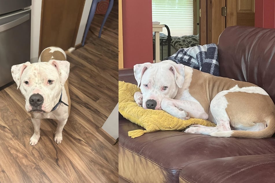 Vierbeiner Jake wurde im Januar von Maggie Wrights und ihrer Familie adoptiert.