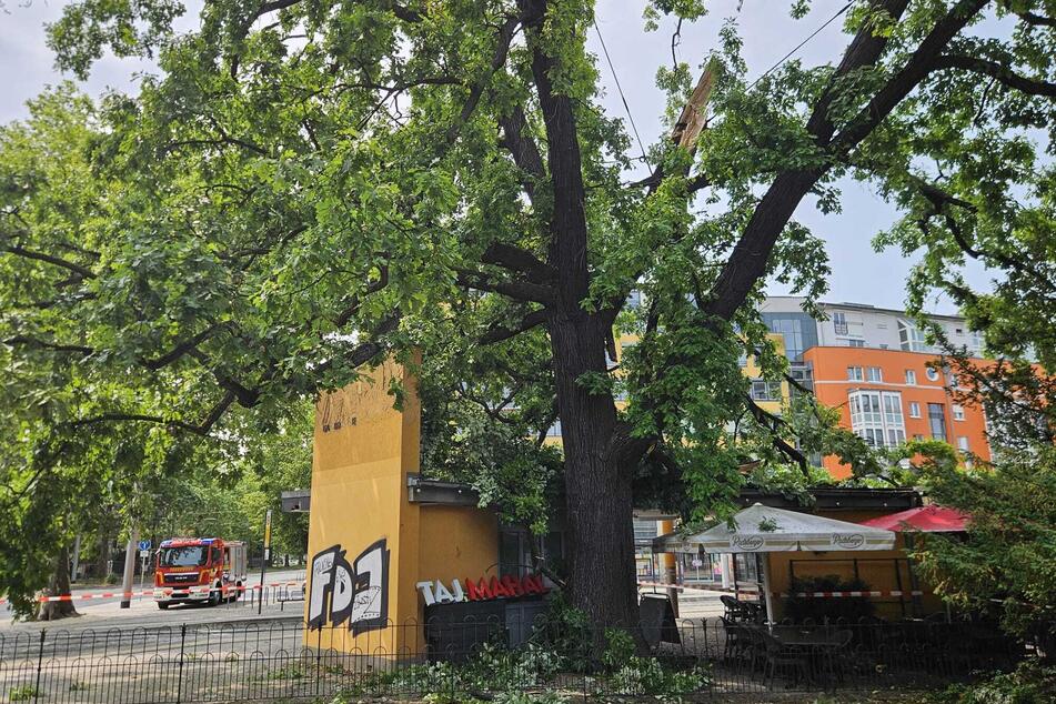 Ein Teil des Baumes brach vermutlich durch eine Sturmböe ab und landete auf dem Dach des Imbisses.
