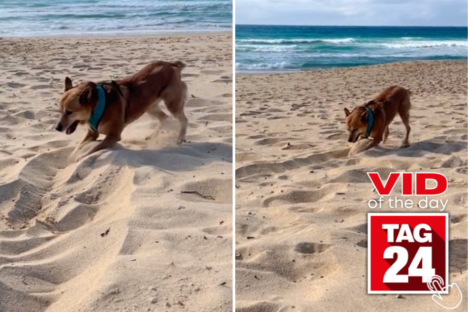 Today's Viral Video of the Day features a sandy pup digging in a synchronized motion to a trending audio on TikTok!