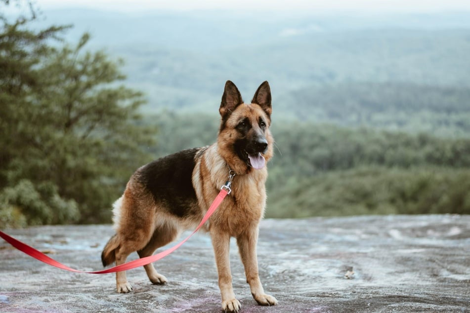 Although the German Shepherd is considered one of the healthier dog breeds, they often have hip problems due to their sloping back.
