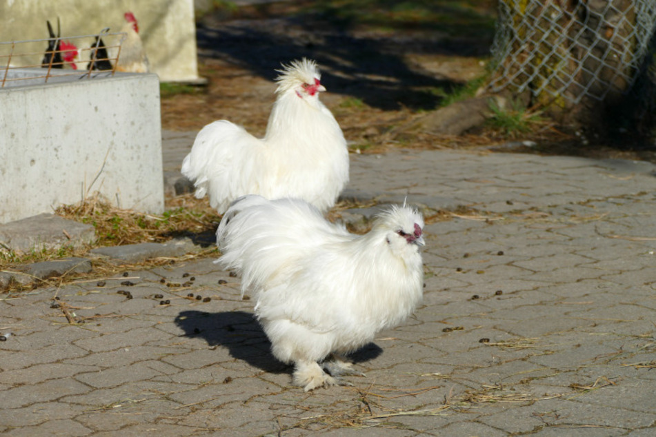 Seidenhähne Siggi und Bert.