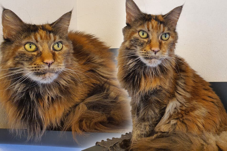 Katze "Carmen" genießt gerne die Aufmerksamkeit ihrer Menschen.