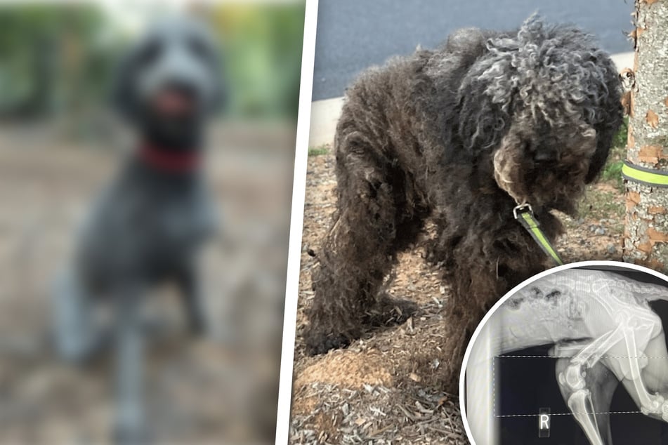 Divoký pes byl vypuštěn pod strom a přišel o nohu – ale pak se jeho život navždy změnil.