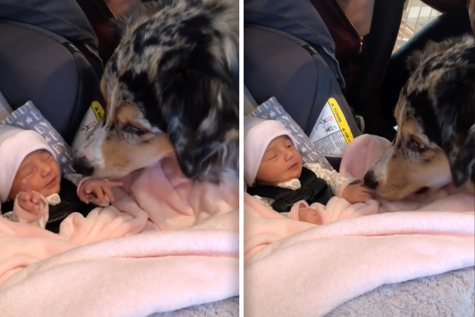Hund bekommt Baby vorgestellt: So süß reagiert der Vierbeiner auf seine neue kleine Schwester