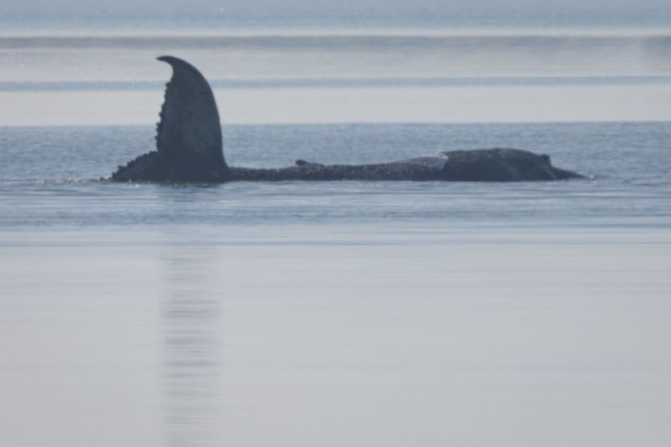 Timmy bewegte sich am Freitagmorgen so doll wie seit zwei Wochen nicht.