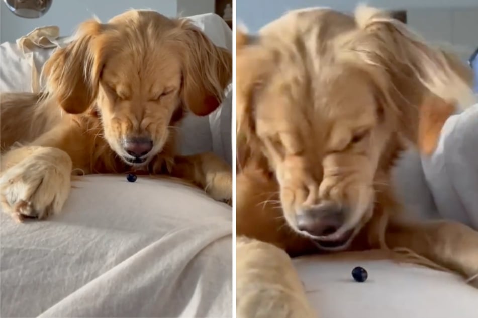 Golden Retriever sees a blueberry for the first time and instantly declares war