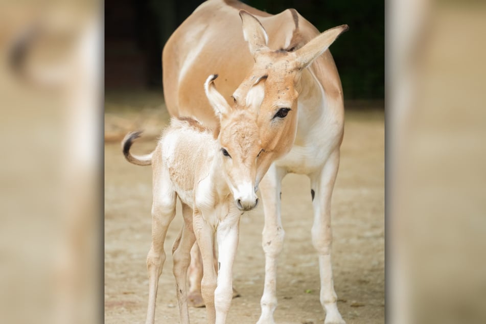Im Zoo Magdeburg wurde ein gesundes Onager-Fohlen geboren.