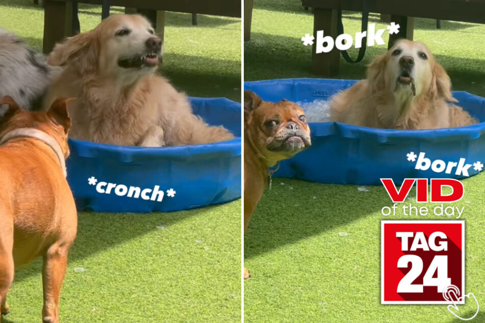 Today's Viral Video of the Day features a dog who enjoys the summer heat while laying in a huge kiddie pool filled with ice cubes!