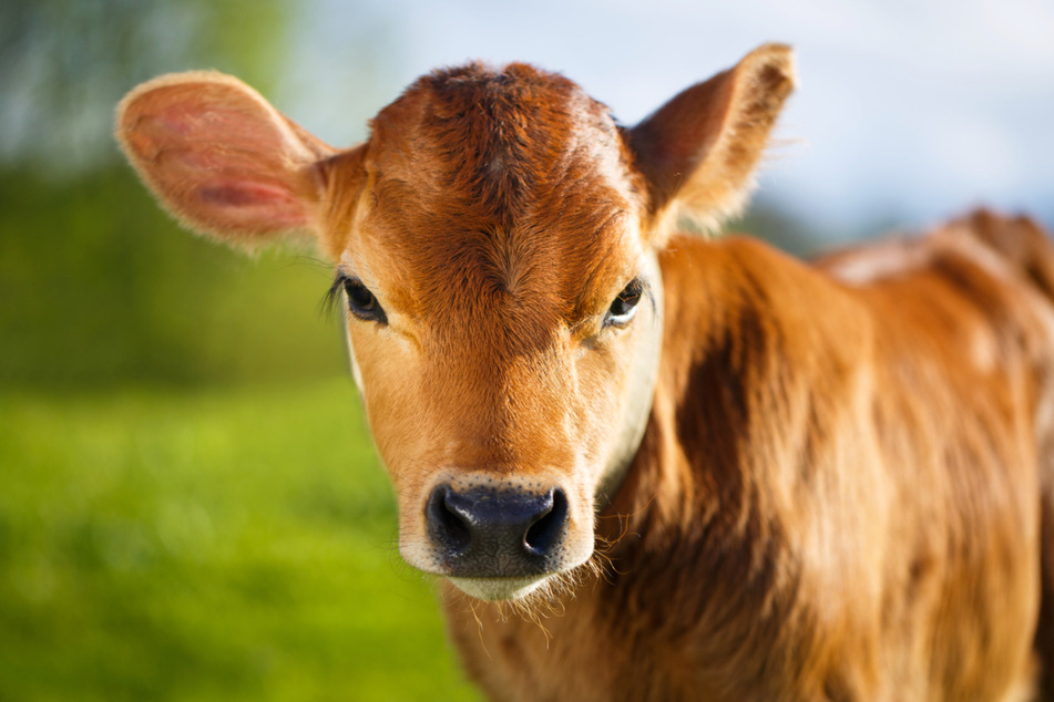 Die Tierhaltung in der Landwirtschaft könnte sich durch Fleisch aus dem Labor gravierend ändern.