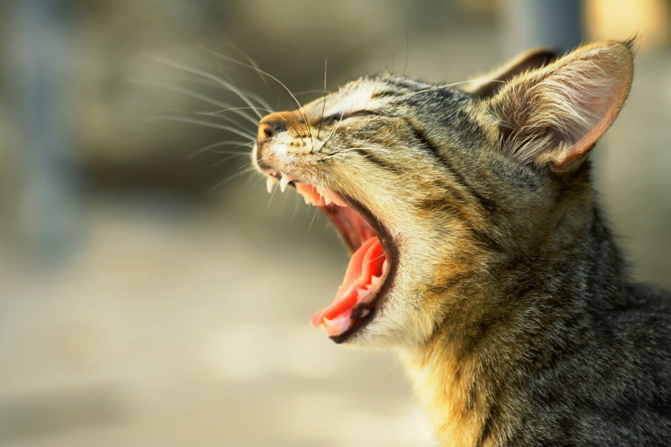 Haben unsere Singvögel zum Fressen gern: Freigänger-Katzen.