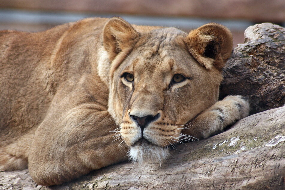 Auch die Löwen müssen in der Silvesternacht das Außengehege verlassen. (Archivbild)