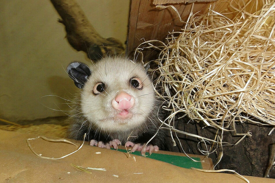Opossum Heidi war für knapp eineinhalb Jahre DER Star im Zoo. 2011 musste das Weibchen wegen Altersschwäche eingeschläfert werden.