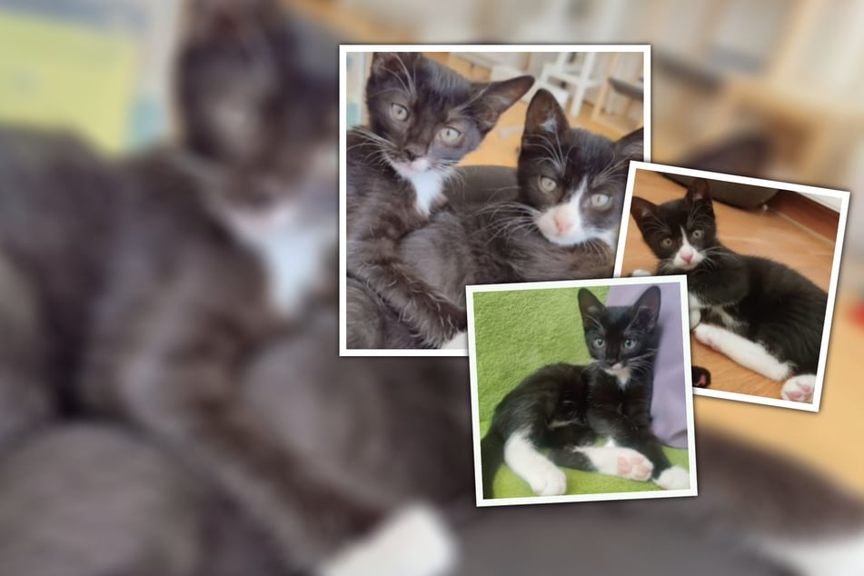 ¡Con la botella en la mano! El dúo de mimos dulzón busca un hogar compartido.