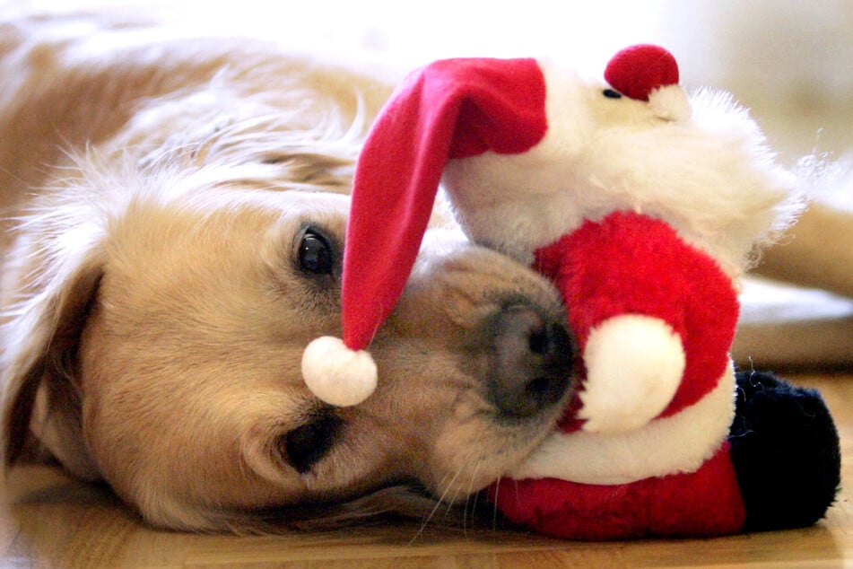 Haustiere gehören nicht als Weihnachtsgeschenk unter den Tannenbaum. (Symbolbild)