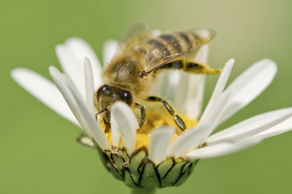 Bei den Freiberger Sommernächten lernen Kinder Tiere kennen, die sich in Gewässernähe aufhalten, darunter auch Bienen. (Symbolbild)