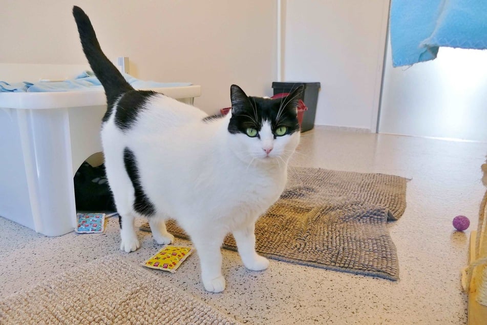 Um ein gesundes Leben führen zu können, sollte die Katze Tiffany abnehmen.