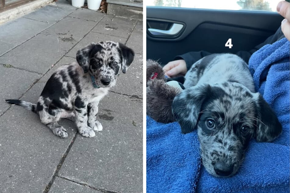 Heraus kam dieser niedliche Fratz, der neben dem zuckersüßen Gesicht eine ganz besondere Fellfärbung aufweist.