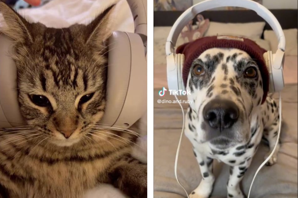 These animals "rocking out" to Ice Spice on PinkPantheress' song Boy's a liar pt. 2 has won over the internet.